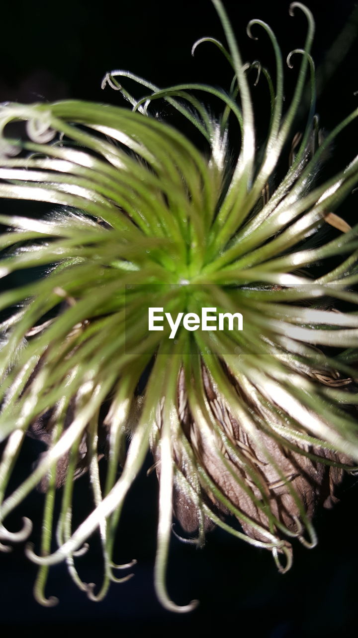 CLOSE-UP OF FRESH GREEN PLANT AGAINST BLACK BACKGROUND