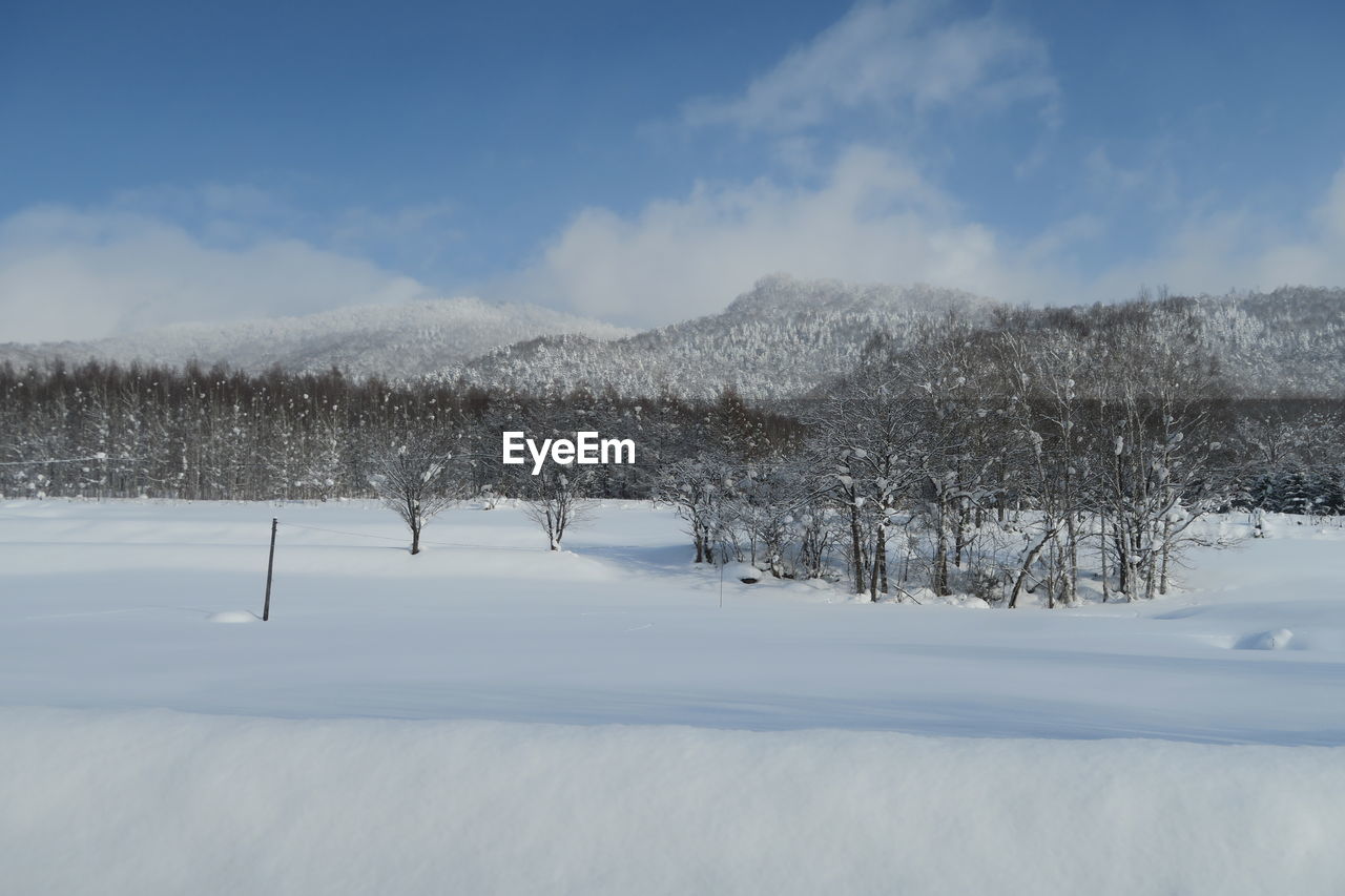 Trees on snow covered field against sky