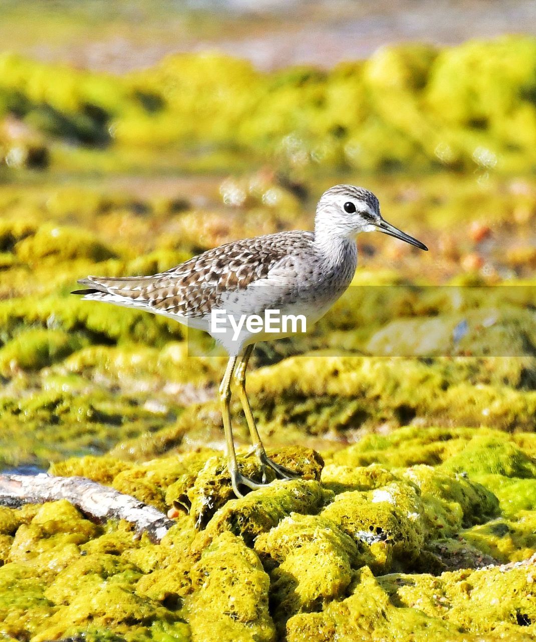 CLOSE-UP OF BIRD PERCHING ON RIVERBANK