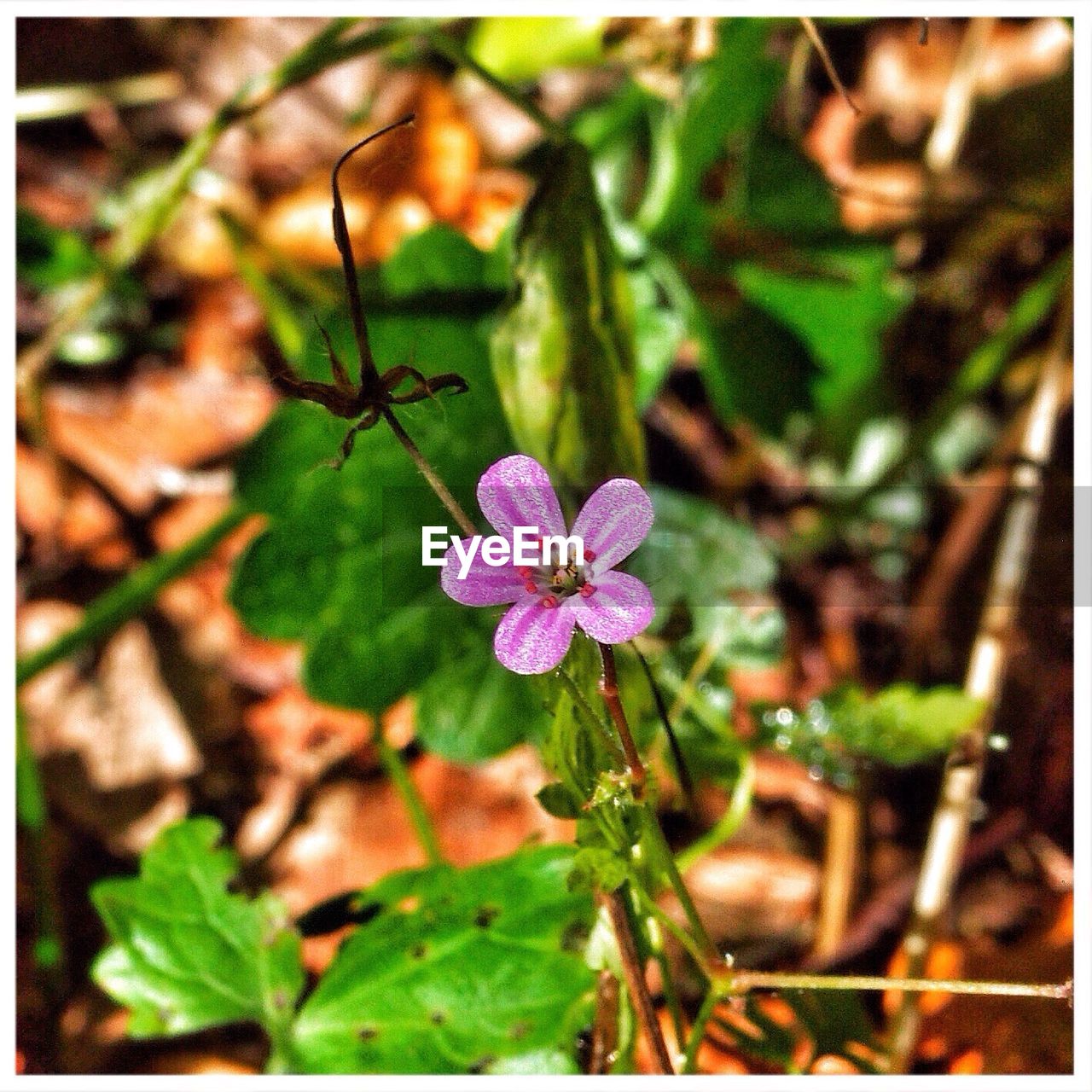 View of purple wildflower