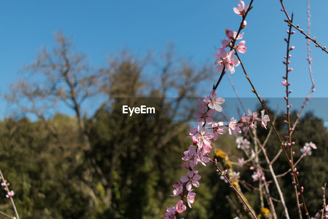 Close-up of pink cherry blossoms in spring