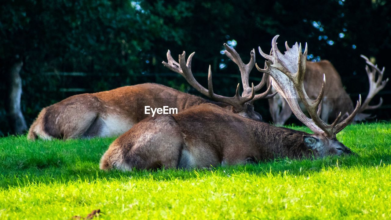 View of deer relaxing on field