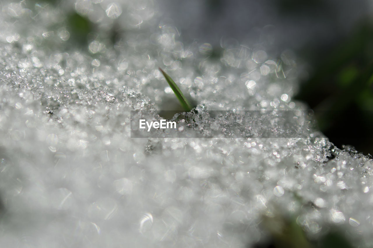 CLOSE-UP OF WATER DROPS ON PLANT