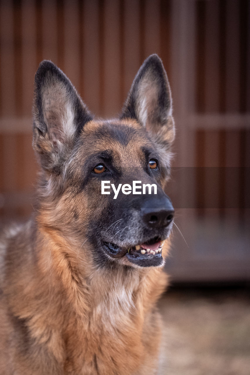 Close-up portrait of dog