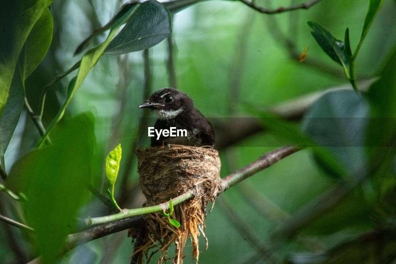 close-up of bird perching on tree