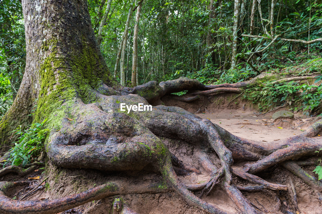 MOSS GROWING ON FALLEN TREE
