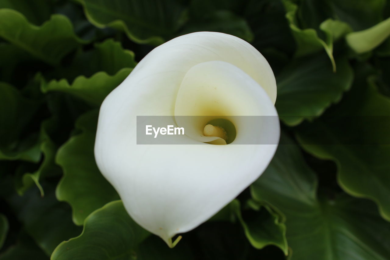 Close-up of anthurium blooming at park