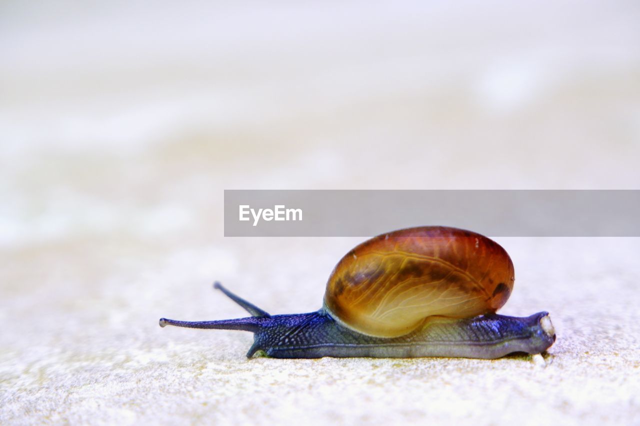 Close-up of snails crawling on the ground