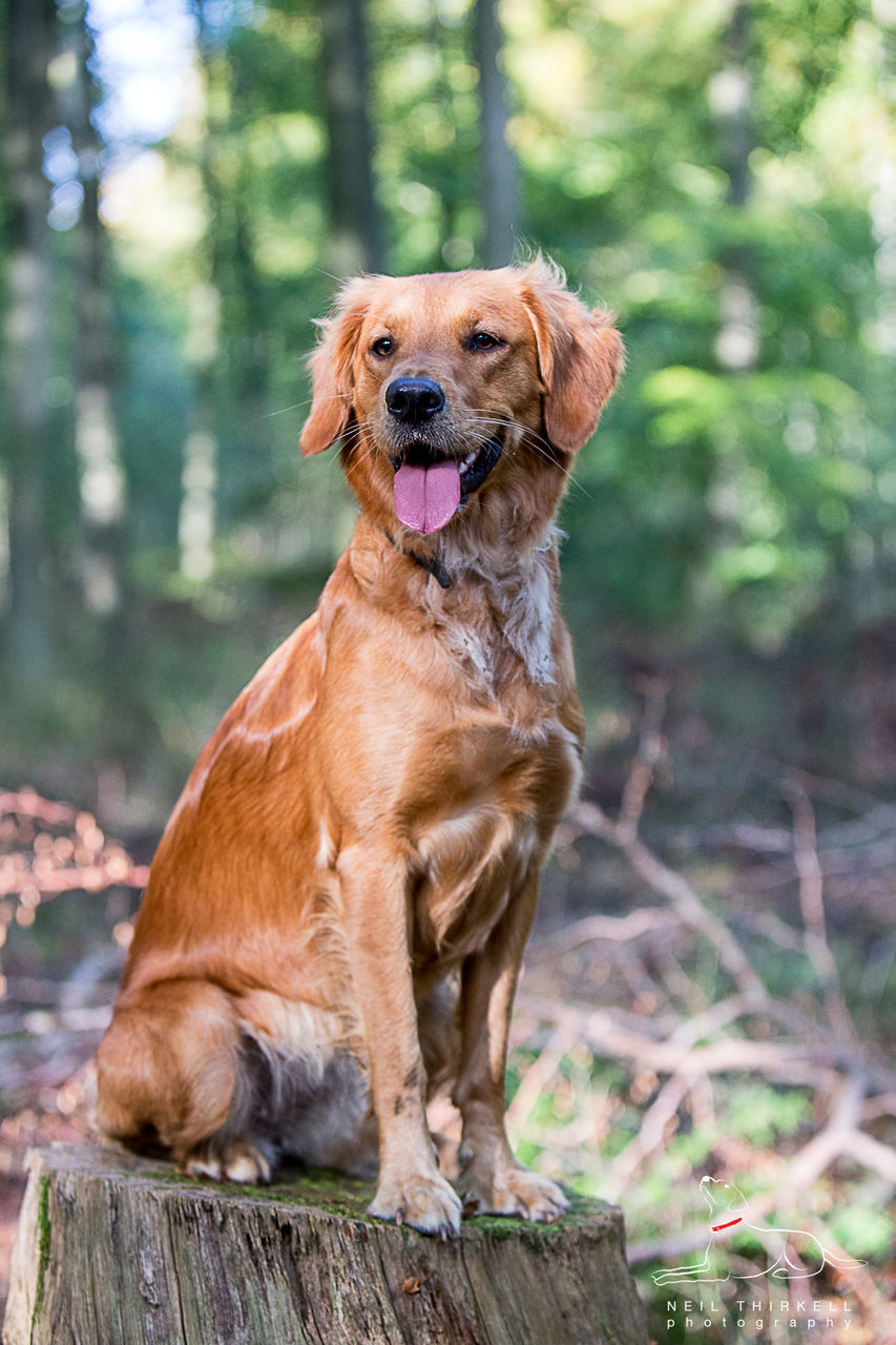 Golden retriever sitting on tree stump in forest