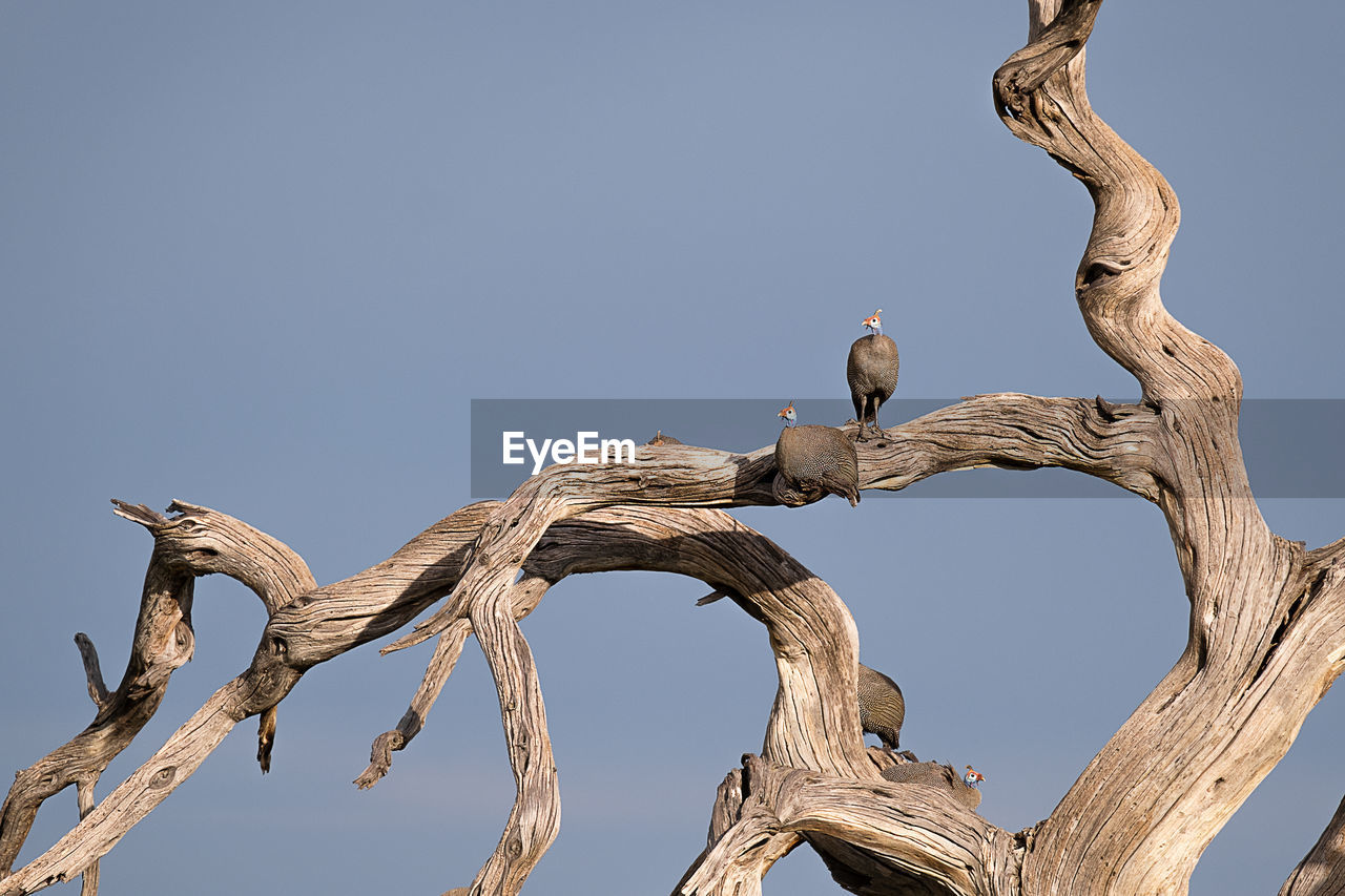 Guinea fowls on bare tree against blue sky in namibia