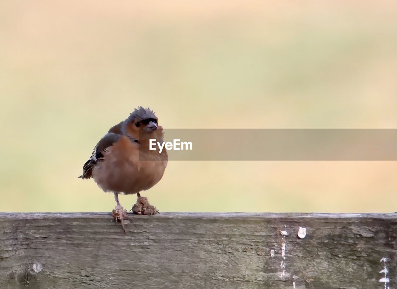 CLOSE-UP OF BIRD PERCHING ON RAILING