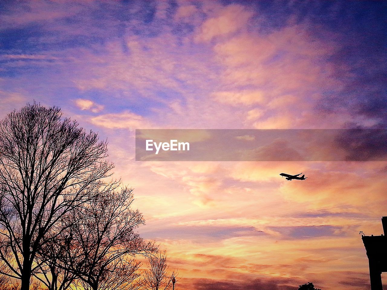 LOW ANGLE VIEW OF TREES AT SUNSET