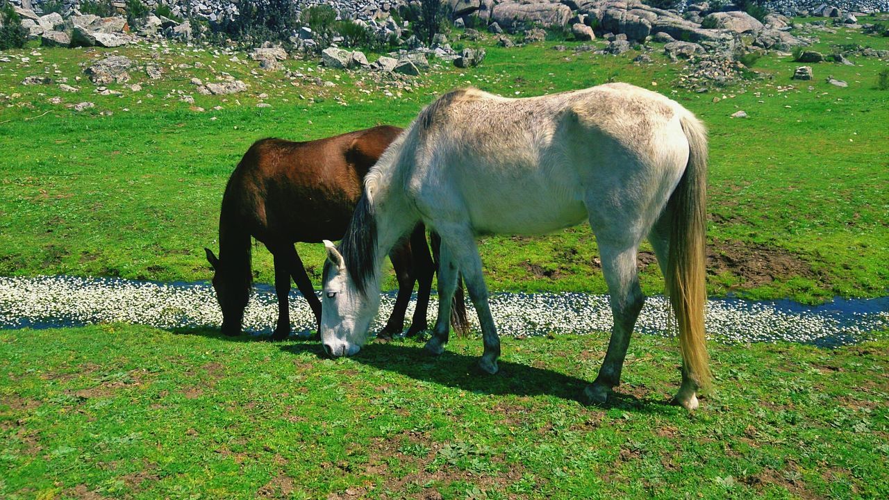 Side view of twp horses grazing on landscape