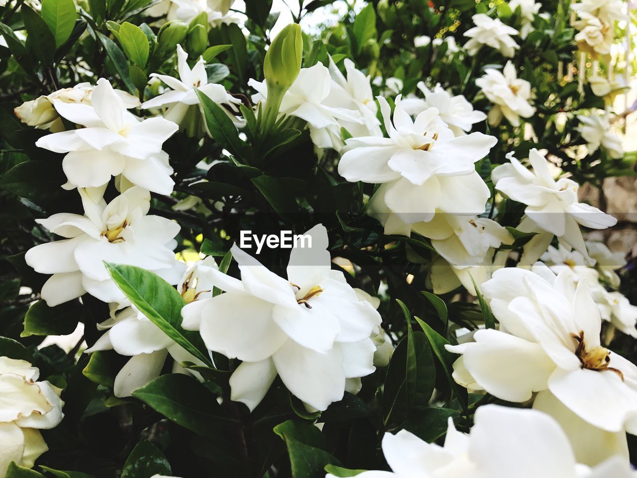 CLOSE-UP OF WHITE FLOWERS
