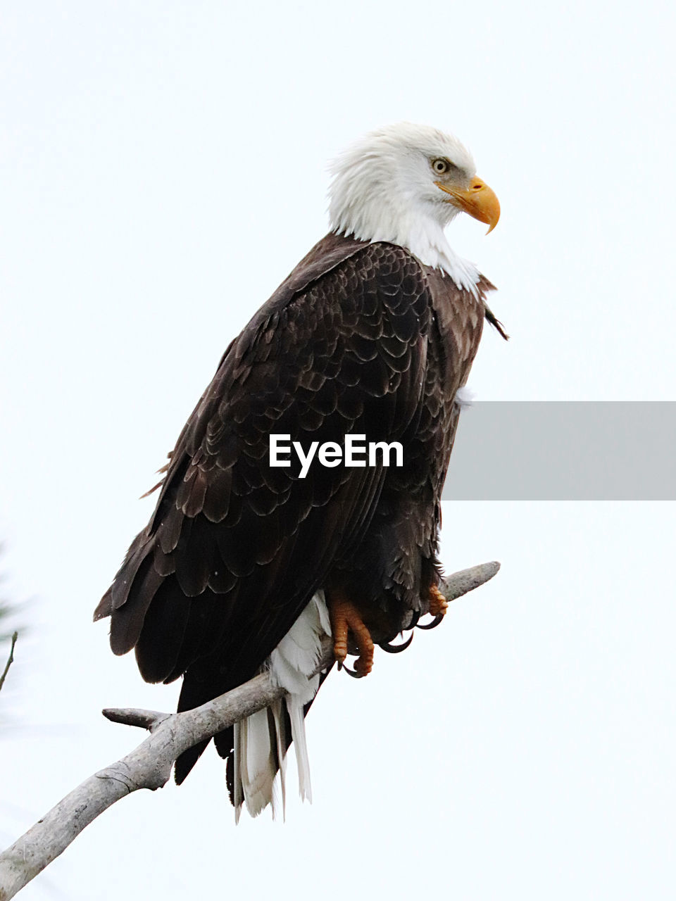 bird, animal, animal themes, bald eagle, wildlife, animal wildlife, bird of prey, eagle, beak, one animal, perching, wing, nature, branch, full length, no people, animal body part, tree, sky, outdoors, beauty in nature