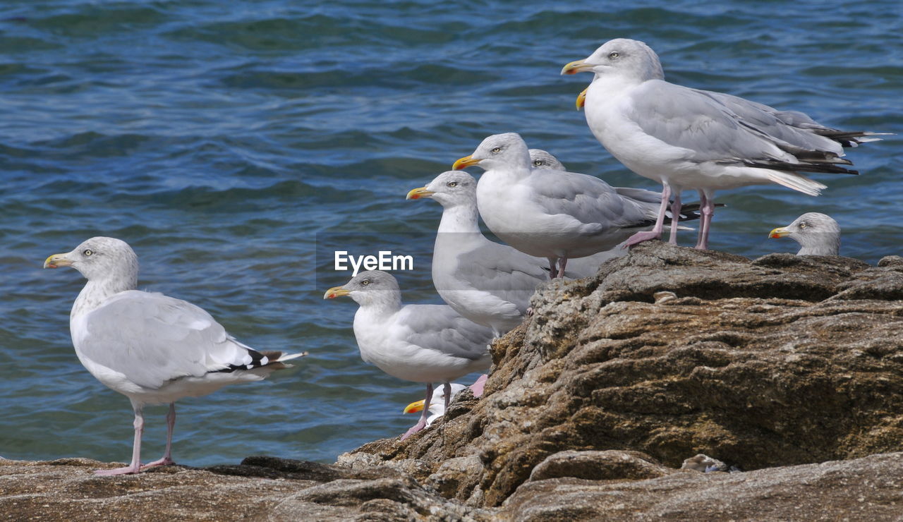 SEAGULLS PERCHING ON ROCK AT SHORE