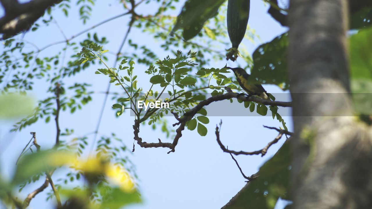 Low angle view of green leaves on tree