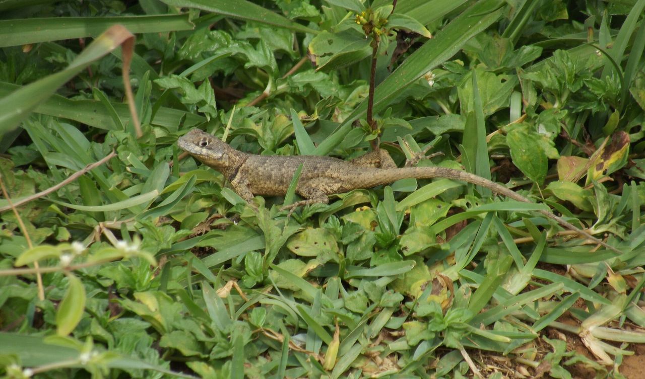 CLOSE-UP OF LIZARD ON GREEN PLANTS