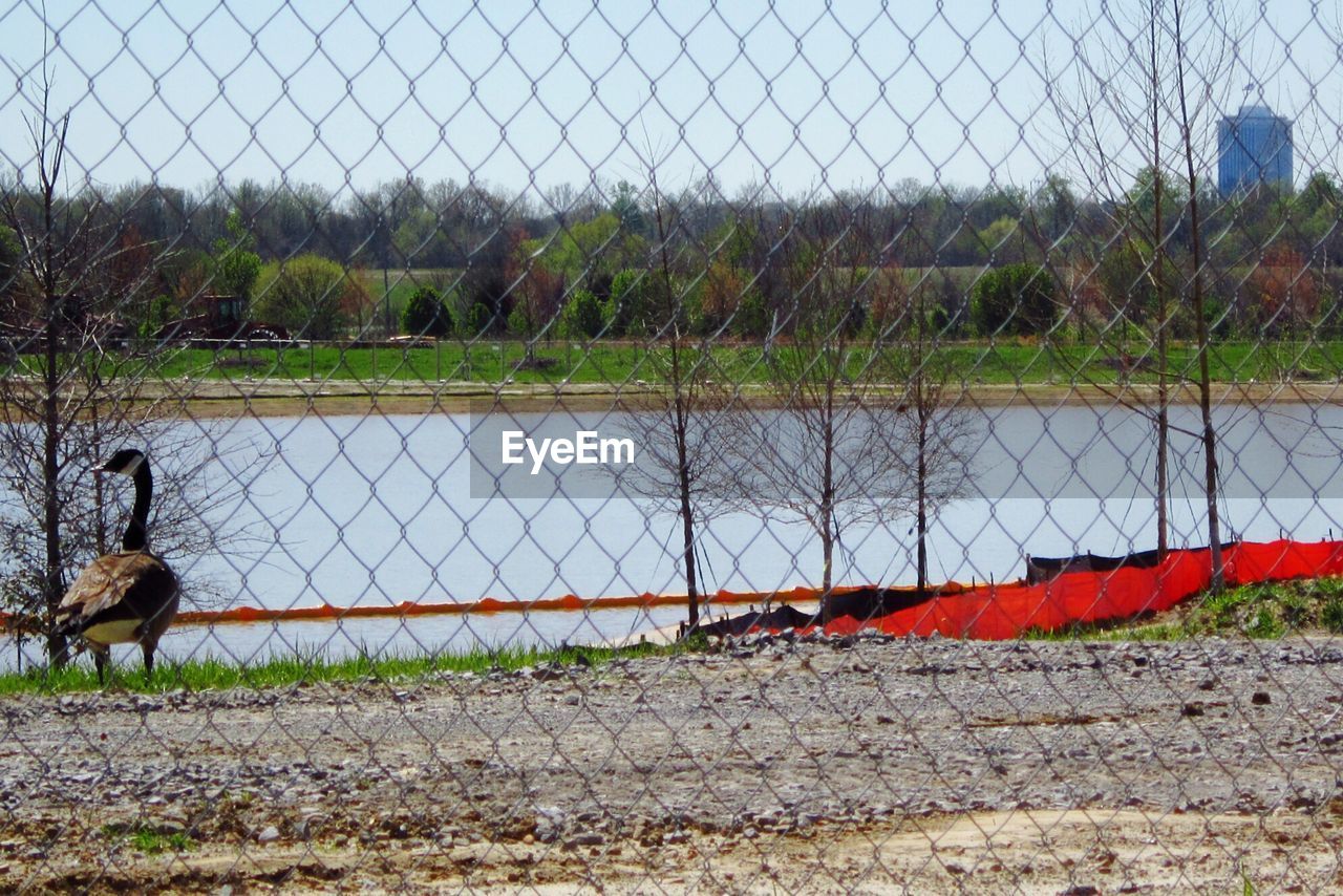 Canada goose at lakeshore seen from chainlink fence