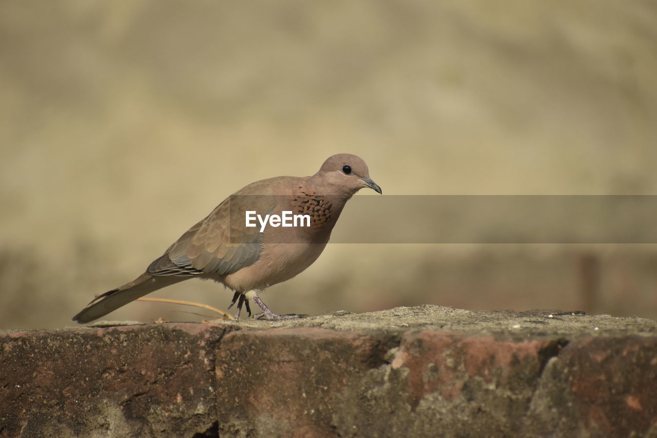 close-up of bird perching on rock