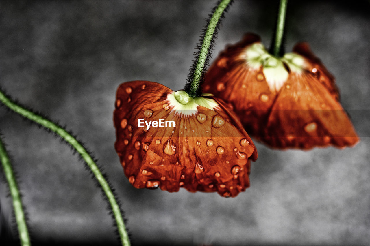 CLOSE-UP OF RED FLOWERS