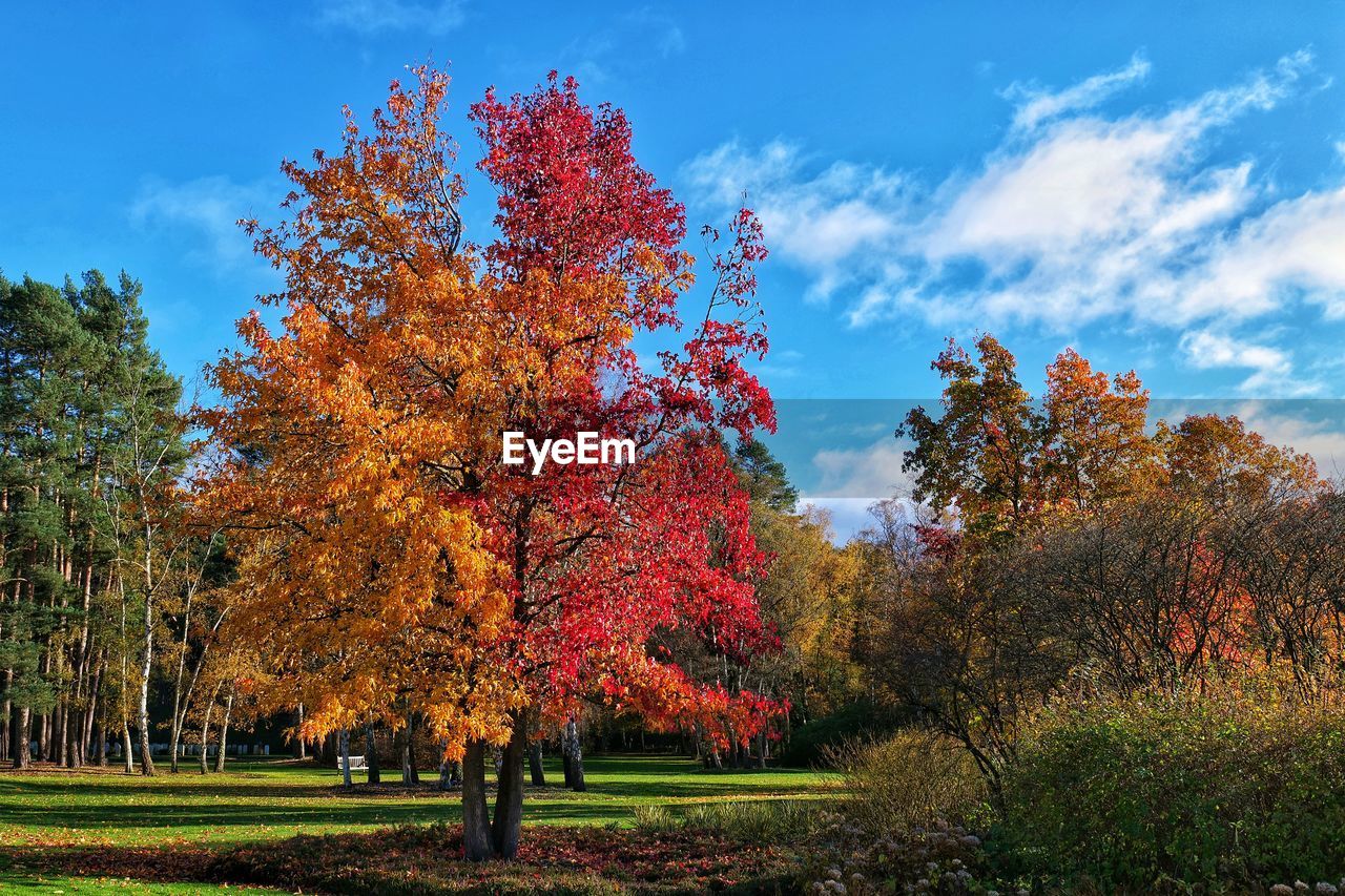 tree, plant, autumn, beauty in nature, nature, sky, scenics - nature, landscape, leaf, tranquility, plant part, environment, orange color, land, tranquil scene, multi colored, grass, growth, cloud, idyllic, no people, non-urban scene, day, outdoors, park, park - man made space, red, field, sunlight, yellow, forest, maple, vibrant color, autumn collection, green, travel destinations