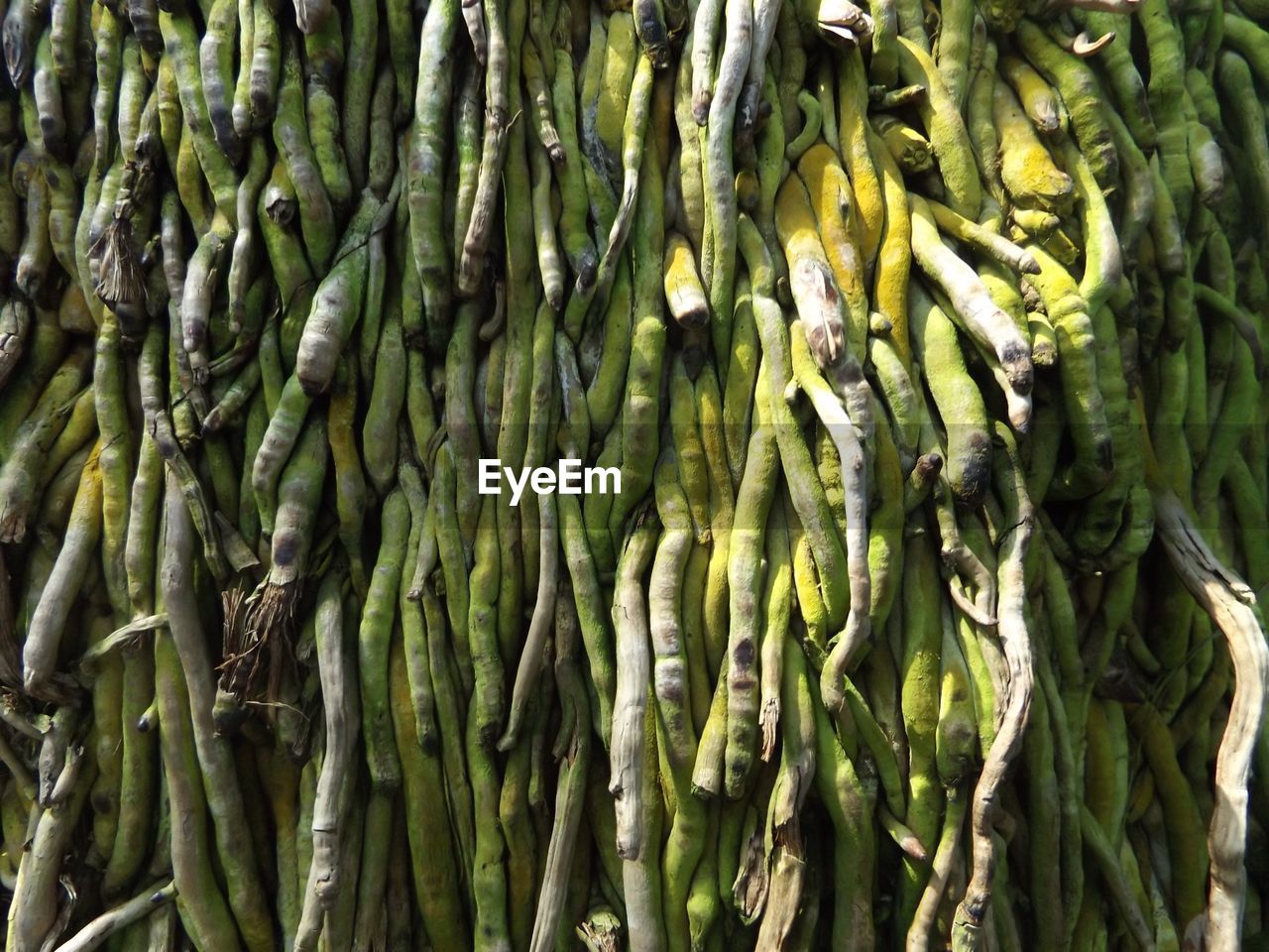 Close-up of tree roots