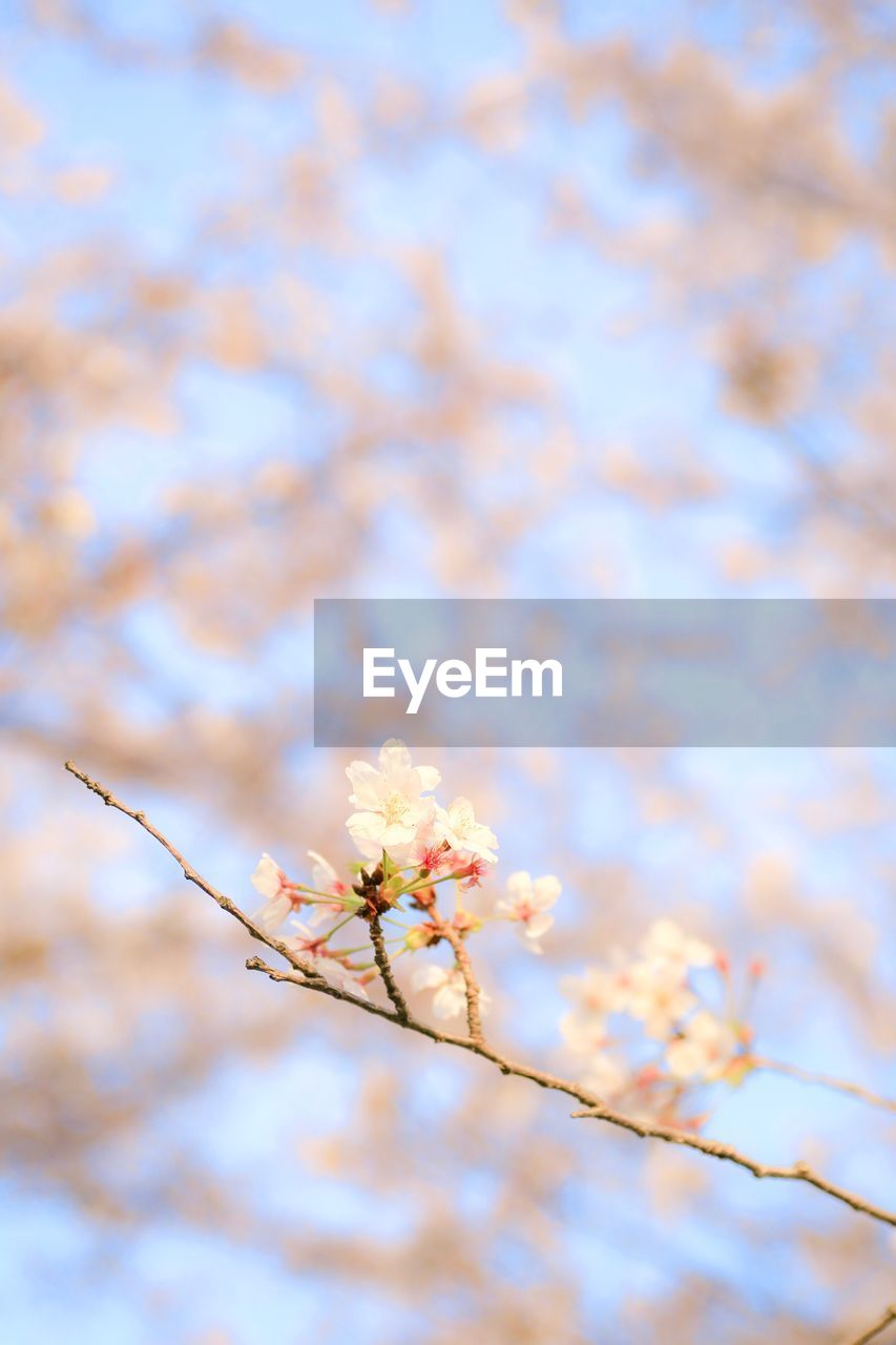 LOW ANGLE VIEW OF CHERRY BLOSSOM AGAINST SKY