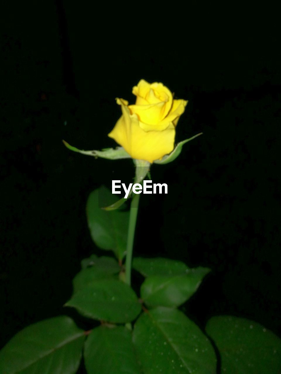 CLOSE-UP OF YELLOW FLOWER AGAINST BLACK BACKGROUND