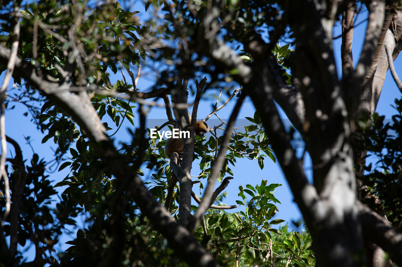 Low angle view of monkey perching on tree