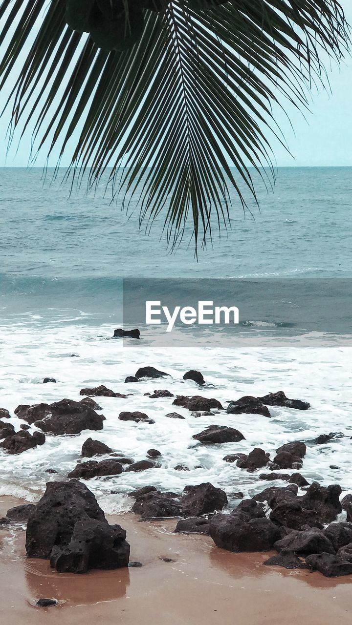 VIEW OF PALM TREE ON BEACH
