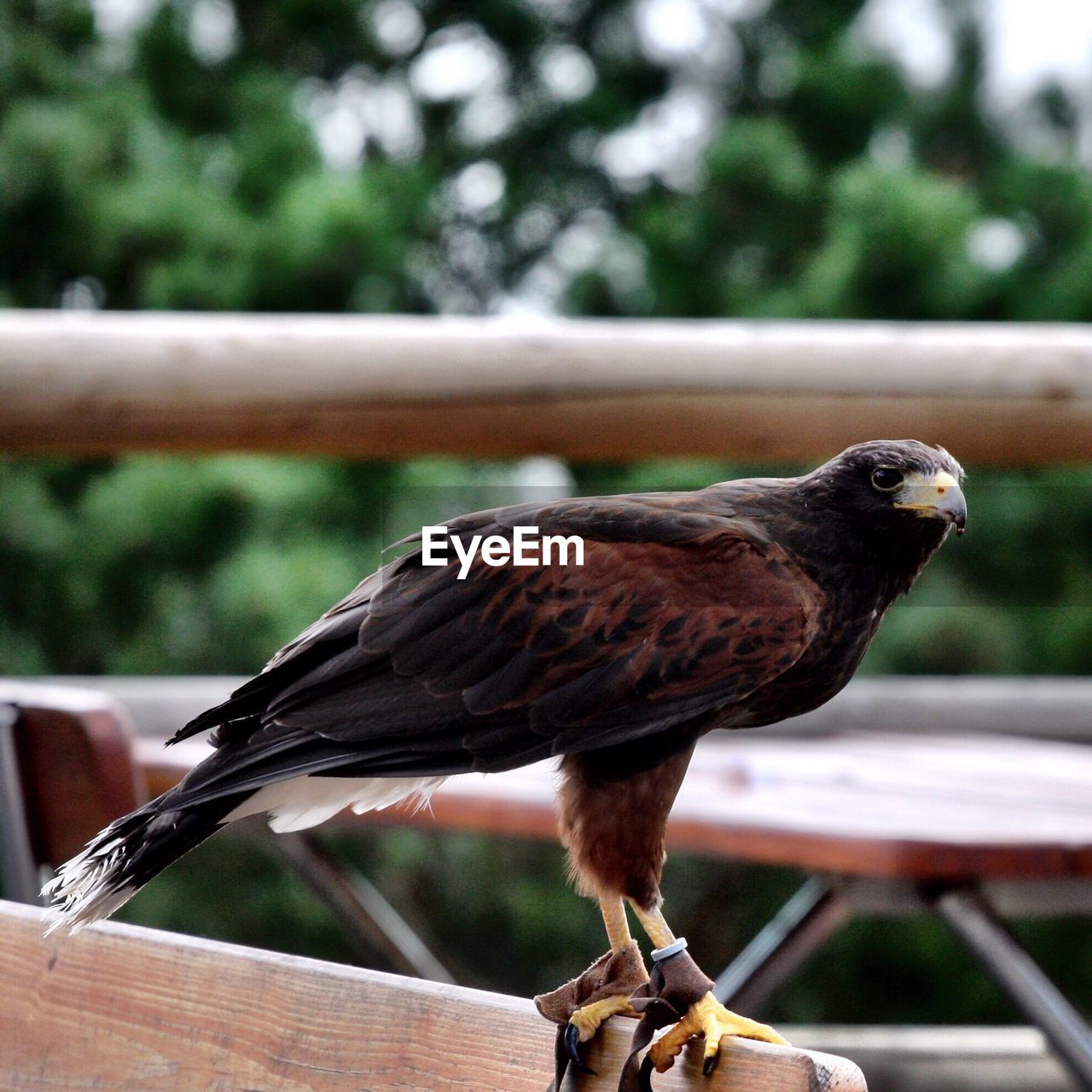 Close-up of eagle perching on wooden railing