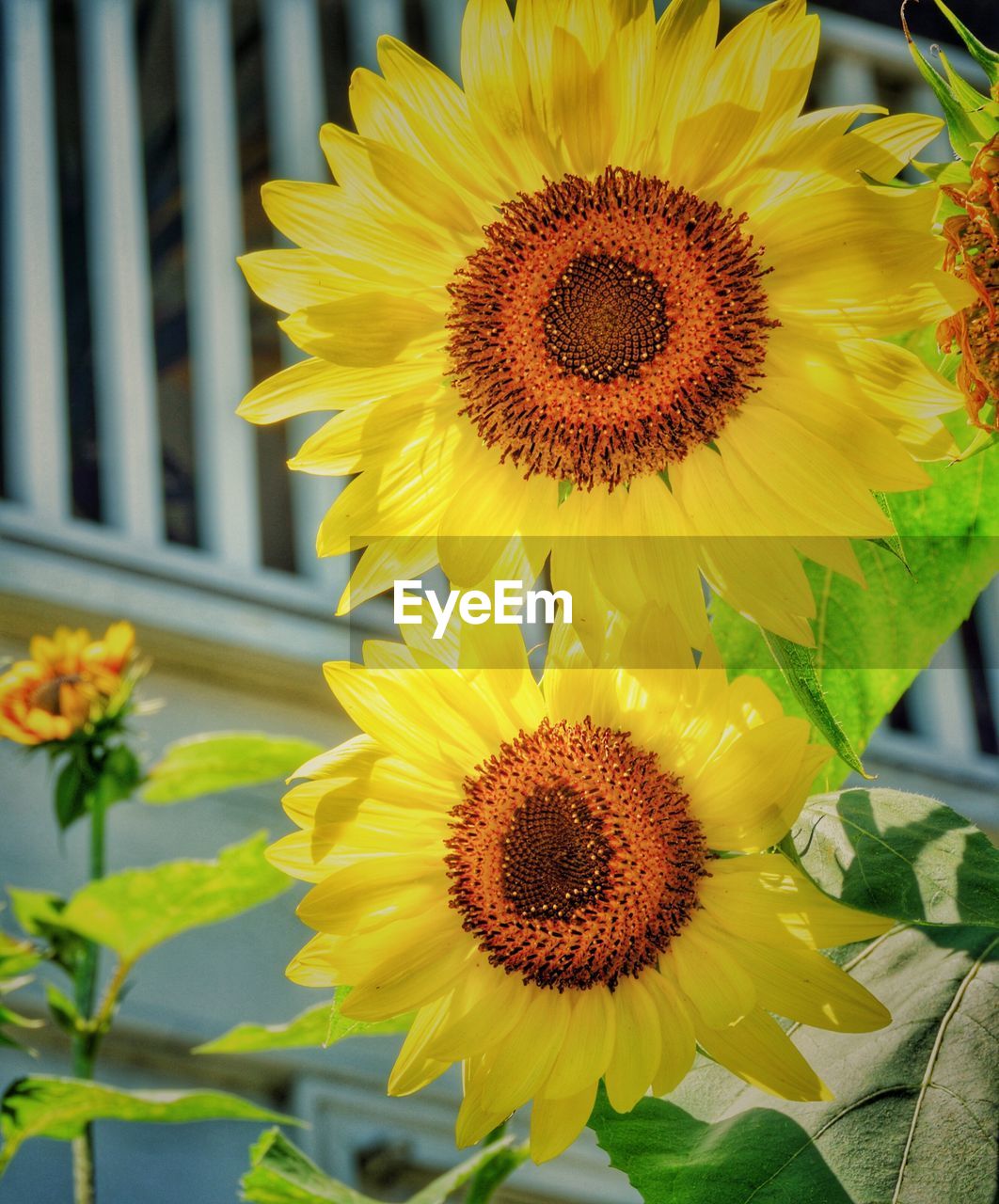 Close-up of sunflower