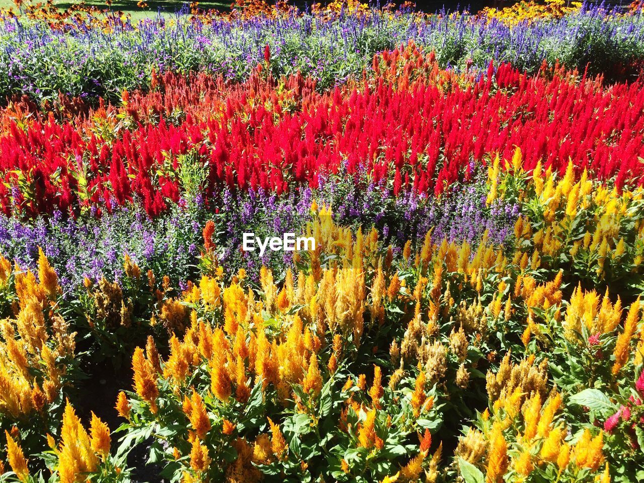 Full frame shot of colorful flowers