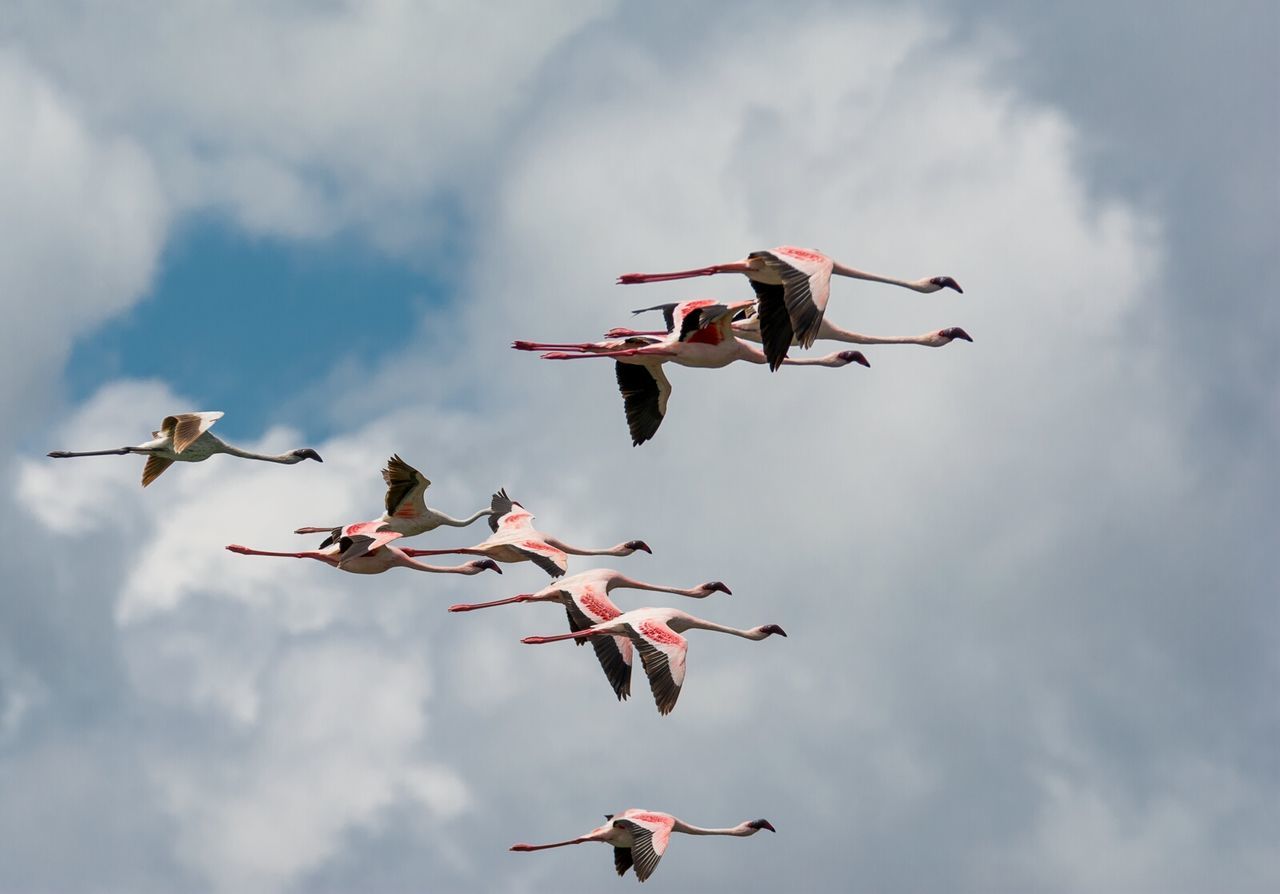 LOW ANGLE VIEW OF BIRDS FLYING OVER CLOUDY SKY