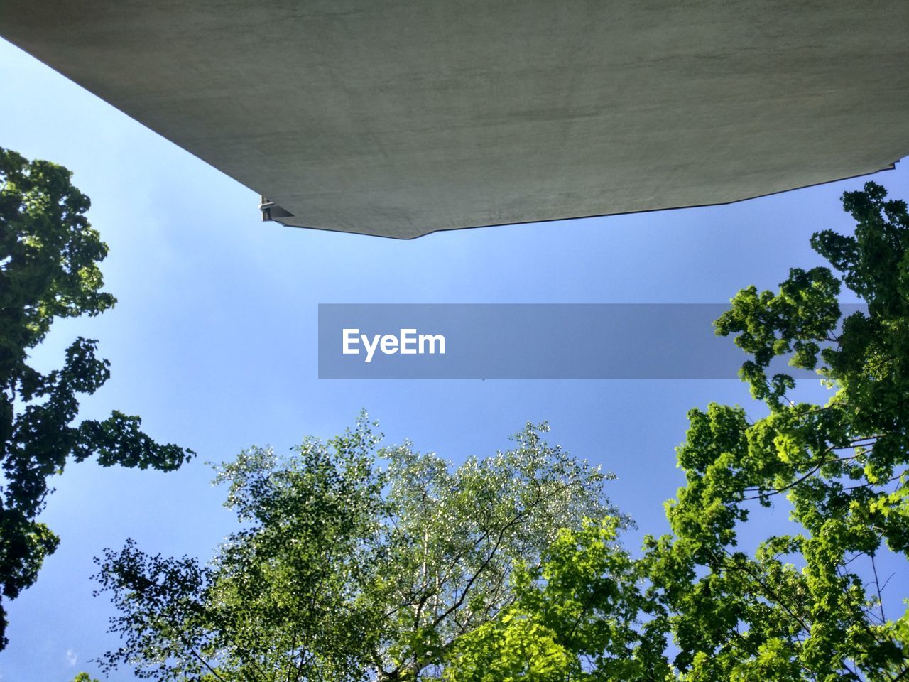 LOW ANGLE VIEW OF TREE AGAINST SKY