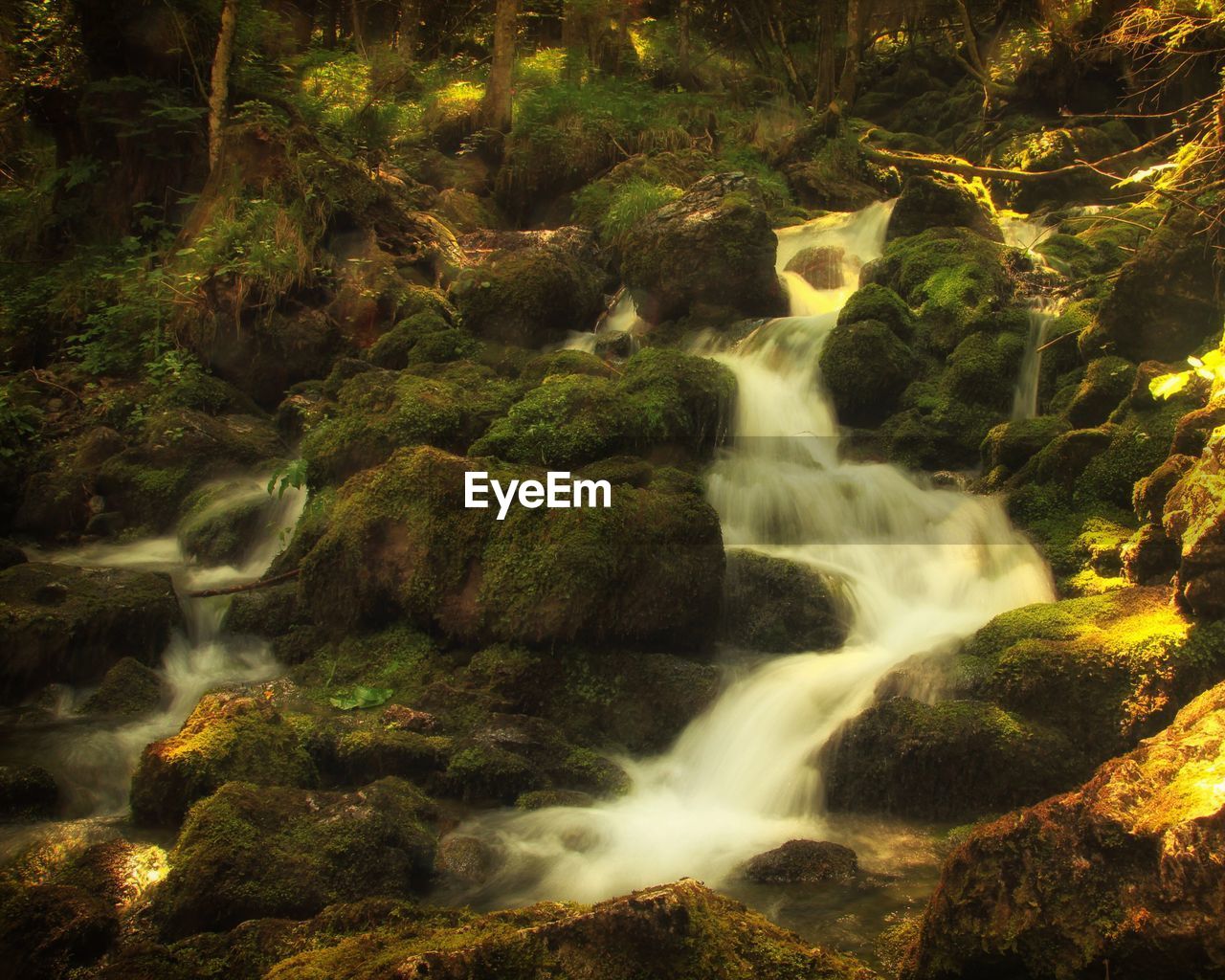 WATER FLOWING IN FOREST