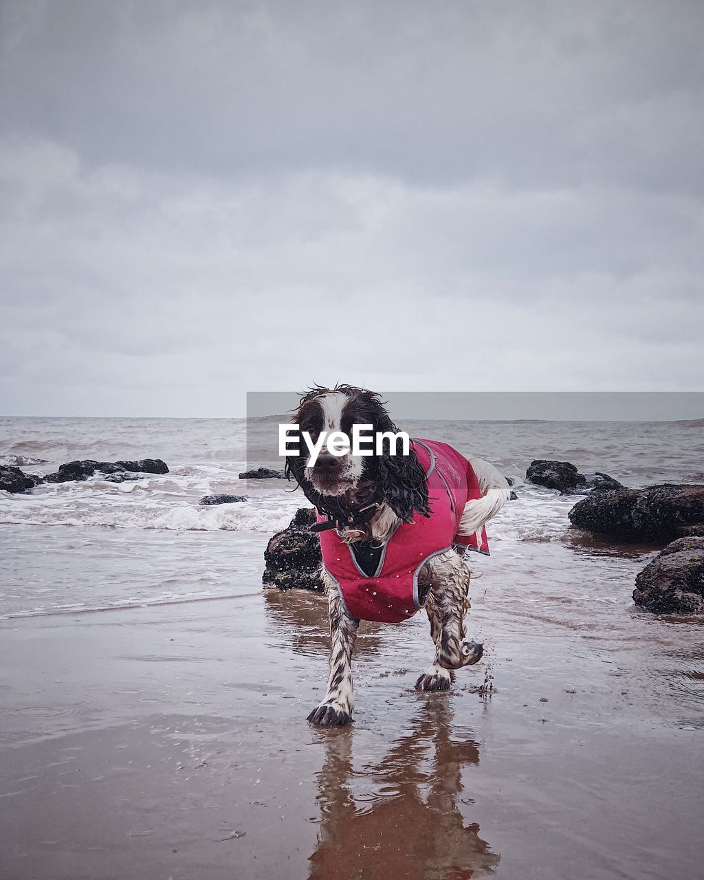 View of a dog on beach