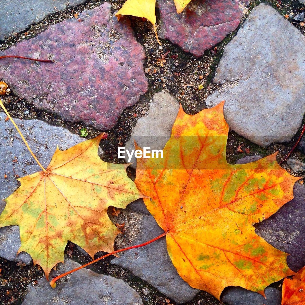 Yellow maple leaves on cobblestone