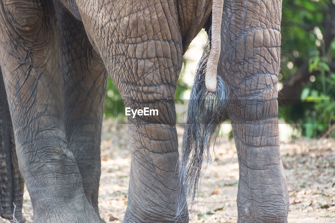 Elephant standing against trees