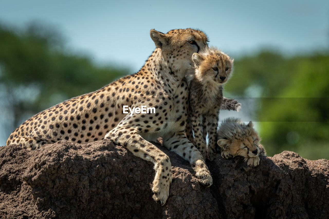 Cheetah with cubs sitting on rock in forest