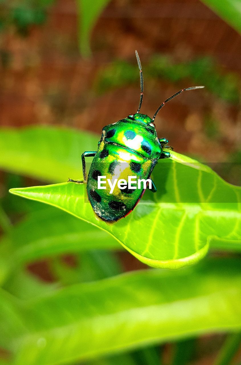 CLOSE-UP OF INSECT ON LEAF