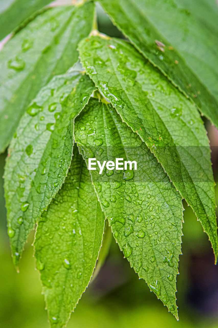 Close-up of wet leaves