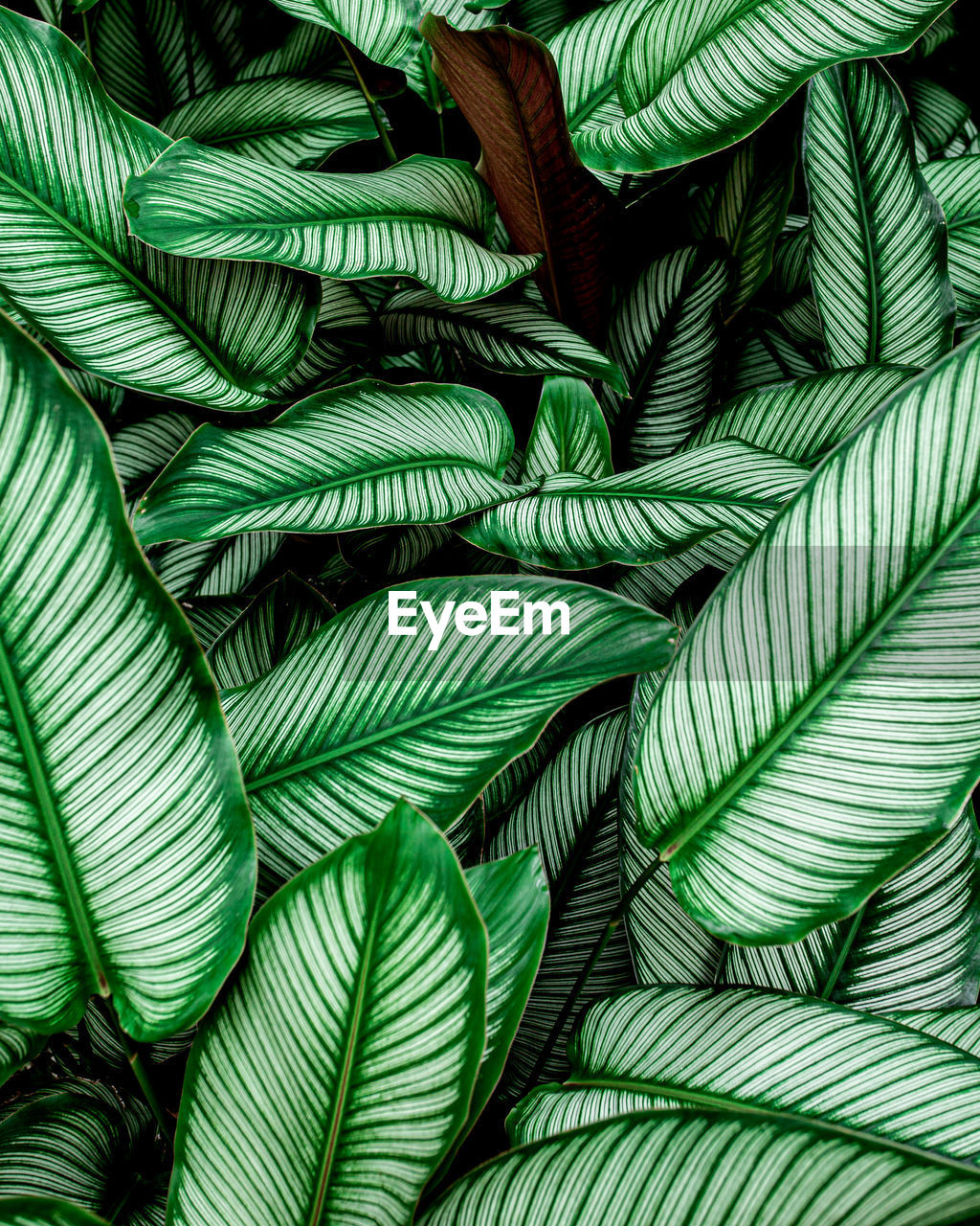 Closeup nature view of tropical leaf background, dark green wallpaper concept.