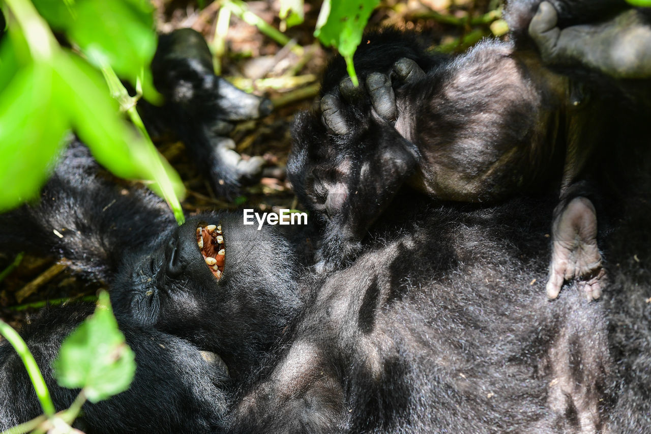 Close-up of gorilla baby