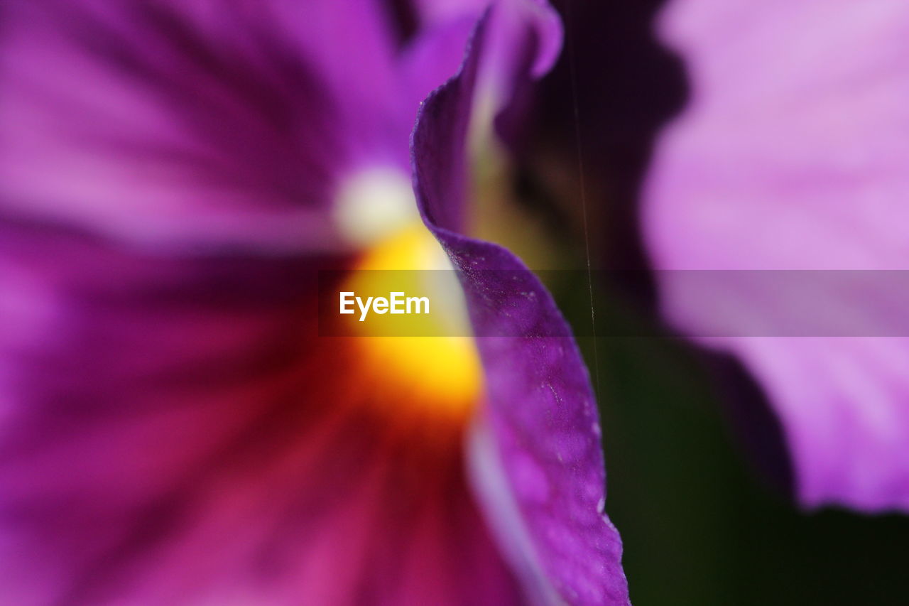 Full frame shot of purple flower