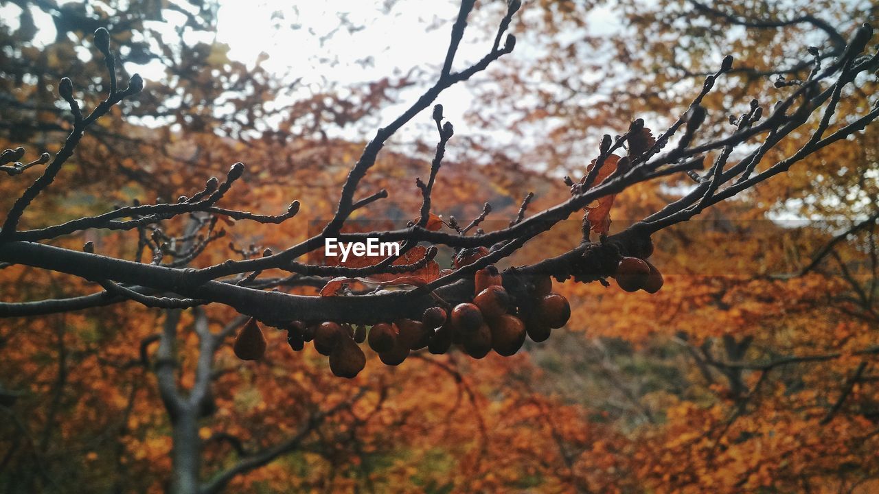 CLOSE-UP OF TREE IN AUTUMN