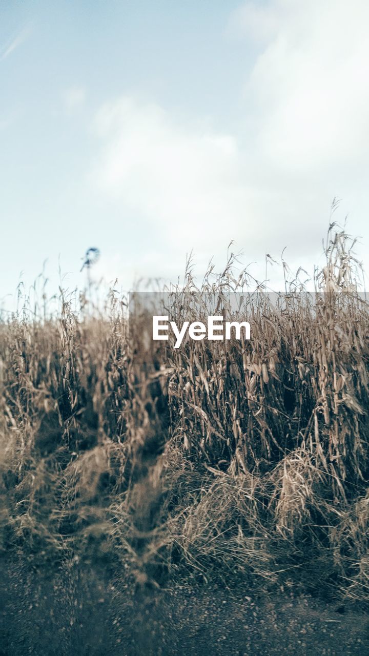 Scenic view of field against cloudy sky