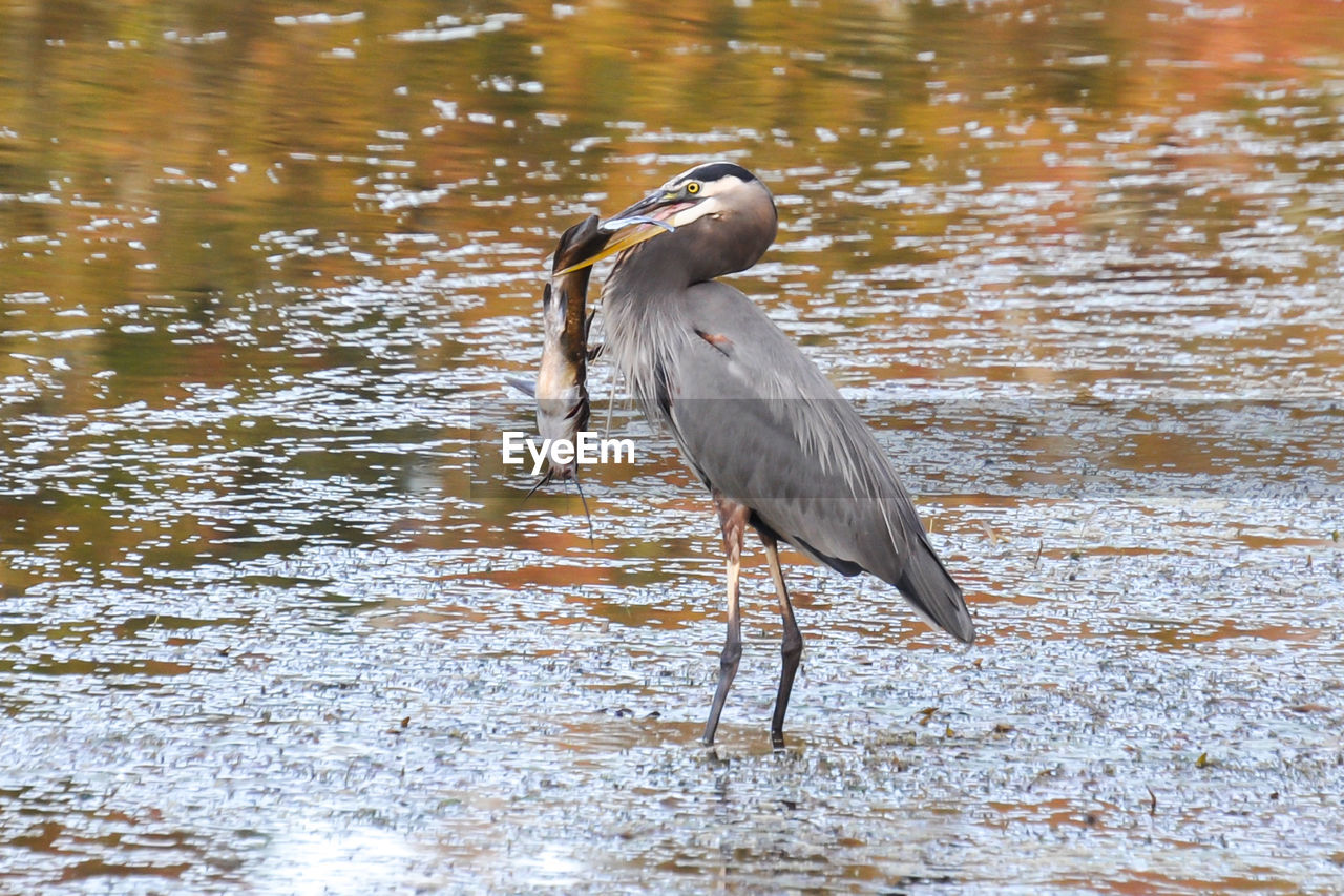 Gray heron with fish in beak standing in river
