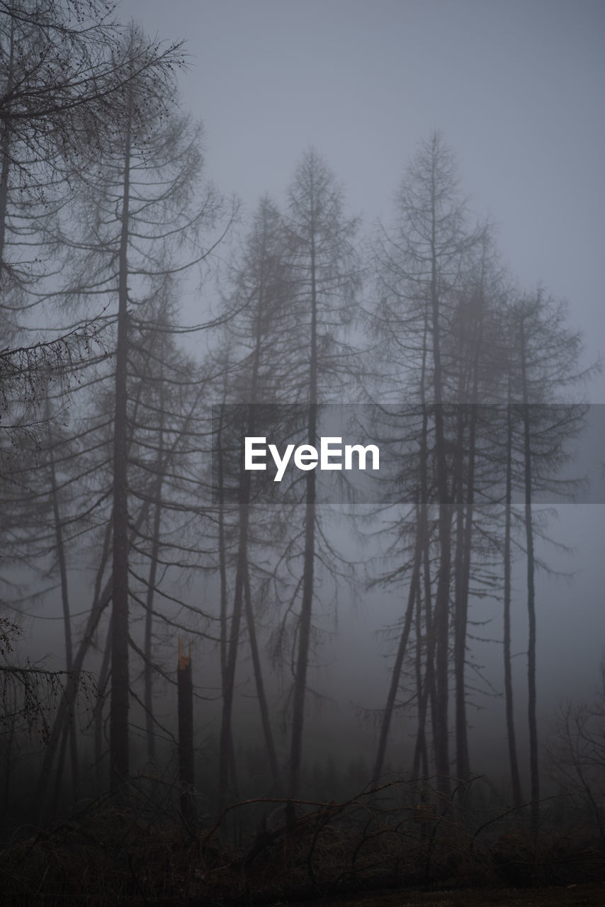 Trees on field in forest against sky